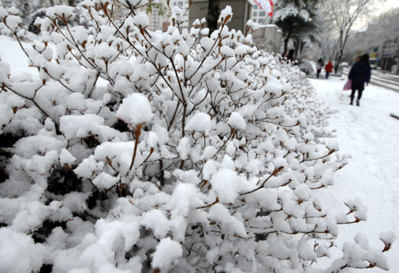 19일 오전 첫눈이 내린 강원 춘천시내에서 학생들이 등교하고 있다. 춘천의 첫눈은 지난해보다 3일 빠르다고 기상청은 밝혔다. 연합뉴스