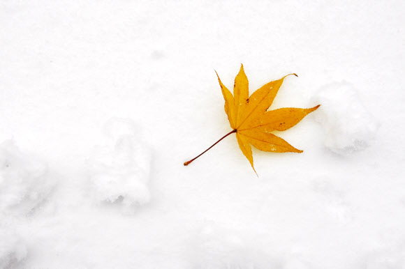 19일 오전 첫눈이 내린 강원 춘천시내의 한 아파트 단지에 단풍이 눈 위에 떨어져 있다. 춘천의 첫눈은 지난해보다 3일 빠르다고 기상청은 밝혔다.  연합뉴스