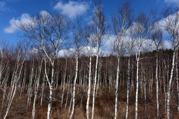 옛 영동고속도로 주변에 만난 자작나무숲. 하얀 수피가 인상적이다.