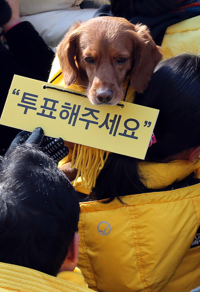 11일 오전 경기도 고양 동구 라페스타 미관광장에서 열린 민주통합당 문재인 대선 후보 유세장에 “투표해 주세요” 글귀를 목에 건 개가 등장해 눈길을 끌고 있다.연합뉴스