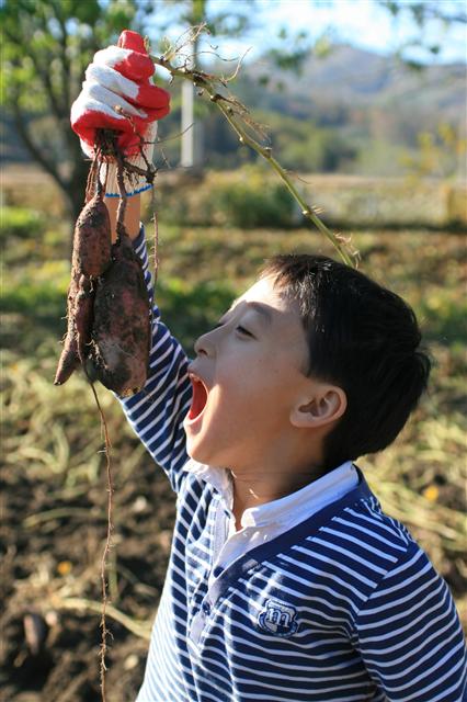 전남 보성 낙성초등학교 학생이 학교 운동장 밭에서 캐낸 고구마를 들어 보이고 있다. 낙성초등학교 제공