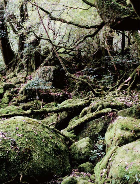 <원령공주>의 배경지 중 하나인 야쿠시마의 이끼의 숲 전경