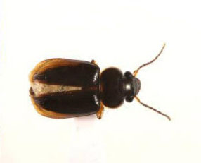 초록좁쌀먼지벌레