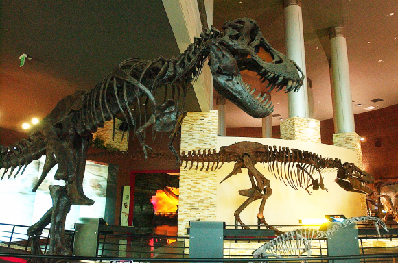 해남 우항리의 공룡박물관 내부 모습.