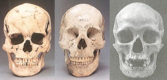 남방형 두개골(왼쪽)의 안와는 크고 가로로 넓은 반면에, 북방형(가운데)은 작고 세로로 길다. 서양인(크로마뇽인·오른쪽)의 안와가 가장 크고 가로도 약간 더 넓다. 이런 차이로 세상이 달리 보이고 관찰재능도 달라진다고 최 교수는 주장한다.