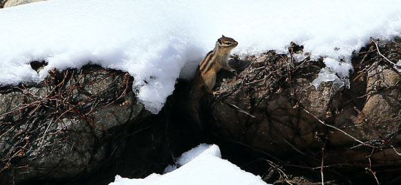 26일 오전 설악산 신흥사 경내에 다람쥐 한 마리가 나타나 눈 속에서 주위를 살피고 있다. 연합뉴스
