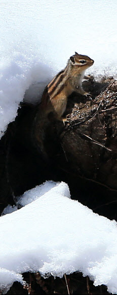 26일 오전 설악산 신흥사 경내에 다람쥐 한 마리가 나타나 눈 속에서 주위를 살피고 있다. 연합뉴스