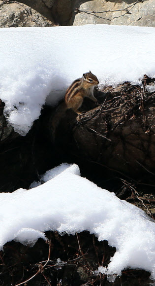 26일 오전 설악산 신흥사 경내에 다람쥐 한 마리가 나타나 눈 속에서 주위를 살피고 있다. 연합뉴스