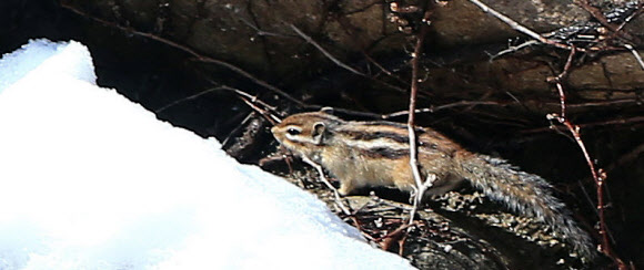 26일 오전 설악산 신흥사 경내에 다람쥐 한 마리가 나타나 눈 속을 돌아다니는 모습이 카메라에 포착됐다. 연합뉴스