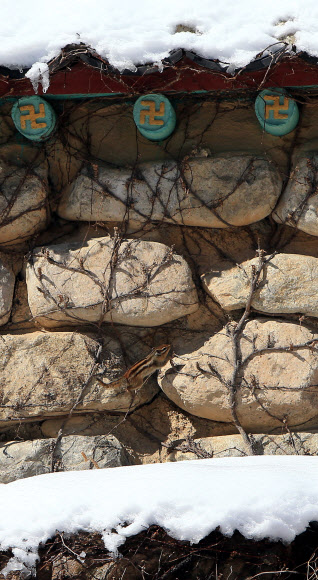 26일 오전 설악산 신흥사 경내에 다람쥐 한 마리가 나타나 눈 속을 돌아다니는 모습이 카메라에 포착됐다. 연합뉴스