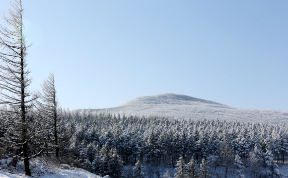 26일 백두대간 능경봉에 전날 내린 눈이 꽃샘추위에 얼어붙어 하얀 눈꽃이 피었다. 연합뉴스