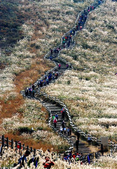울산 울주군 신불산 억새평원을 찾은 등산객들이 억새를 즐기고 있다. <br>울산시 제공