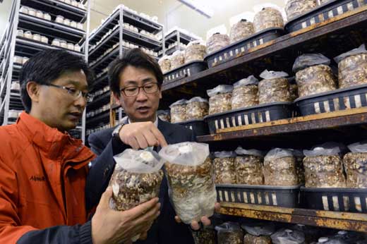 경기도 여주시 산림조합중앙회 산림버섯연구소에서 귀농을 희망하는 사람들이 표고버섯 재배 교육을 받고 있다.