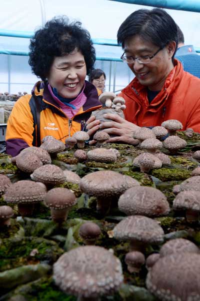 경기도 여주시 산림조합중앙회 산림버섯연구소에서 귀농을 희망하는 사람들이 표고버섯 재배 교육을 받고 있다.