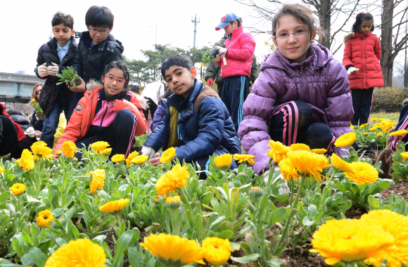 11일 서초구 양재동 서초IC 인근 화단에서 외국인 학교 학생들이 꽃을 심고 있다. 고속도로와 남부순환로를 이용하는 시민들이 차 안에서 봄을 느낄 수 있도록 서초구가 마련한 행사다. 이언탁 기자 utl@seoul.co.kr