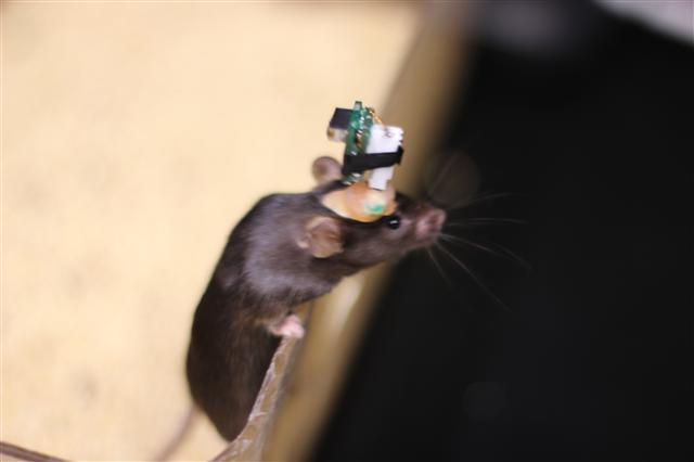 광전자 소자와 센서를 달고 있는 쥐의 모습. 뇌에 전자칩이 이식돼 있다. 보이는 부분은 무선 신호를 받아들이는 안테나. 사이언스 제공