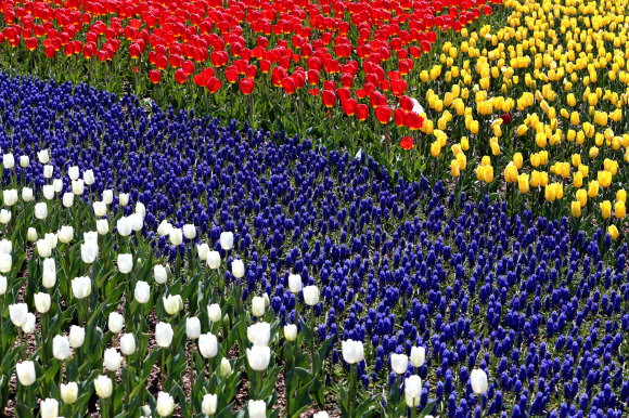 봄은 색(色)으로 찾아온다. ‘2013 순천만 국제정원박람회’ 개막을 일주일 앞둔 12일 행사장에 튤립이 활짝 꽃망울을 터뜨려 아름다운 자태를 뽐내고 있다. 순천시 풍덕·오천동, 순천만 일원 111만2천㎡의 공간에서 20일부터 10월 20일까지 ‘지구의 정원 순천만’을 주제로 6개월간 열릴 예정이다.  