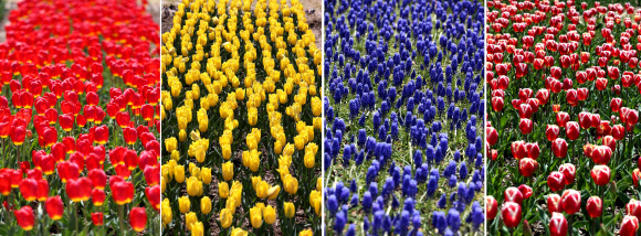 봄은 색(色)으로 찾아온다. ‘2013 순천만 국제정원박람회’ 개막을 일주일 앞둔 12일 행사장에 튤립이 활짝 꽃망울을 터뜨려 아름다운 자태를 뽐내고 있다. 순천시 풍덕·오천동, 순천만 일원 111만2천㎡의 공간에서 20일부터 10월 20일까지 ‘지구의 정원 순천만’을 주제로 6개월간 열릴 예정이다.  