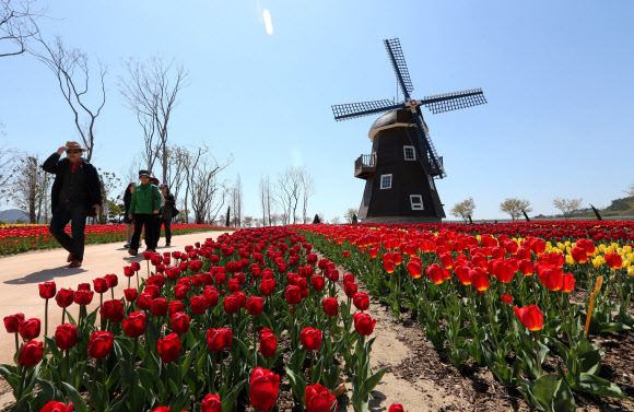‘2013 순천만 국제정원박람회’ 개막을 일주일 앞둔 12일 네덜란드 정원에 튤립이 활짝 꽃망울을 터뜨려 아름다운 자태를 뽐내고 있다. 순천시 풍덕·오천동, 순천만 일원 111만2천㎡의 공간에서 20일부터 10월 20일까지 ‘지구의 정원 순천만’을 주제로 6개월간 열릴 예정이다.  