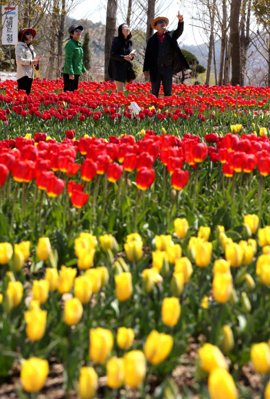 ‘2013 순천만 국제정원박람회’ 개막을 일주일 앞둔 12일 네덜란드 정원에 튤립이 활짝 꽃망울을 터뜨려 아름다운 자태를 뽐내고 있다. 순천시 풍덕·오천동, 순천만 일원 111만2천㎡의 공간에서 20일부터 10월 20일까지 ‘지구의 정원 순천만’을 주제로 6개월간 열릴 예정이다.  