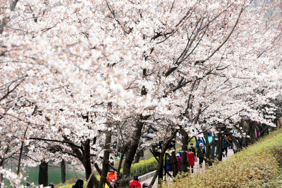 석촌호수 벚꽃축제가 시작된 12일 오후 시민들이 벚꽃이 핀 석촌호수 길을 걷고 있다.
