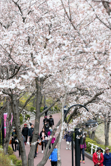 석촌호수 벚꽃축제가 시작된 12일 오후 시민들이 벚꽃이 핀 석촌호수 길을 걷고 있다.  