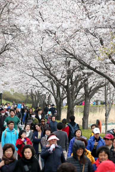 석촌호수 벚꽃축제가 시작된 12일 오후 시민들이 벚꽃이 핀 석촌호수 길을 걷고 있다.  