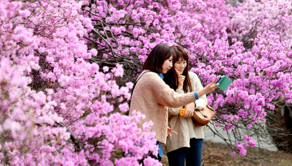 16일 서울 연세대학교 캠퍼스에서 학생들이 만개한 진달래꽃을 배경으로 사진촬영을 하고 있다.   연합뉴스