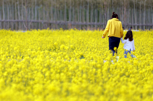 19일 오후 ‘제2회 부산 낙동강변 유채꽃축제’가 열린 강서구 대저생태공원 유채군락지에서 시민들이 유채를 배경으로 사진을 찍고 있다.  연합뉴스