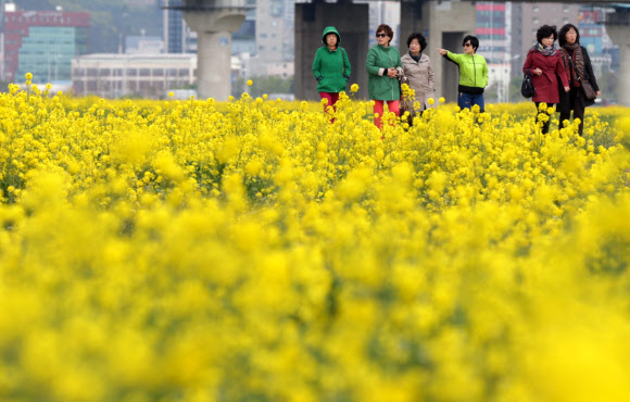 19일 오후 ‘제2회 부산 낙동강변 유채꽃축제’가 열린 강서구 대저생태공원 유채군락지에서 시민들이 유채꽃밭을 거닐고 있다. 연합뉴스