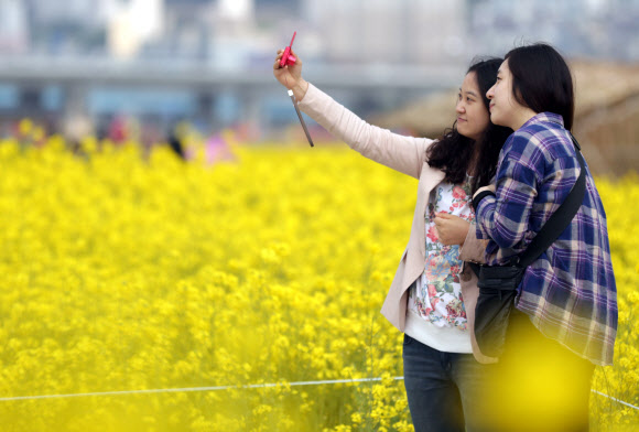 19일 오후 ‘제2회 부산 낙동강변 유채꽃축제’가 열린 강서구 대저생태공원 유채군락지에서 시민들이 유채를 배경으로 사진을 찍고 있다. 연합뉴스