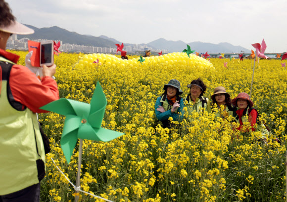 19일 오후 ‘제2회 부산 낙동강변 유채꽃축제’가 열린 강서구 대저생태공원 유채군락지에서 시민들이 유채를 배경으로 사진을 찍고 있다. 연합뉴스