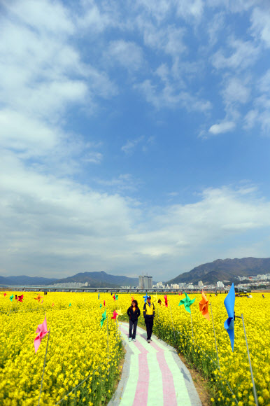 19일 오후 ‘제2회 부산 낙동강변 유채꽃축제’가 열린 강서구 대저생태공원 유채군락지에서 시민들이 유채꽃밭을 거닐고 있다. 연합뉴스