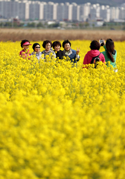 19일 오후 ‘제2회 부산 낙동강변 유채꽃축제’가 열린 강서구 대저생태공원 유채군락지에서 시민들이 유채를 배경으로 사진을 찍고 있다. 연합뉴스