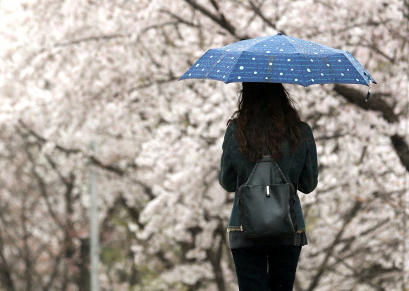 전국에 비가 내린 23일 서울 종로구 사직동에서 한 시민이 벚꽃이 활짝 핀 길을 따라 걷고 있다. 연합뉴스