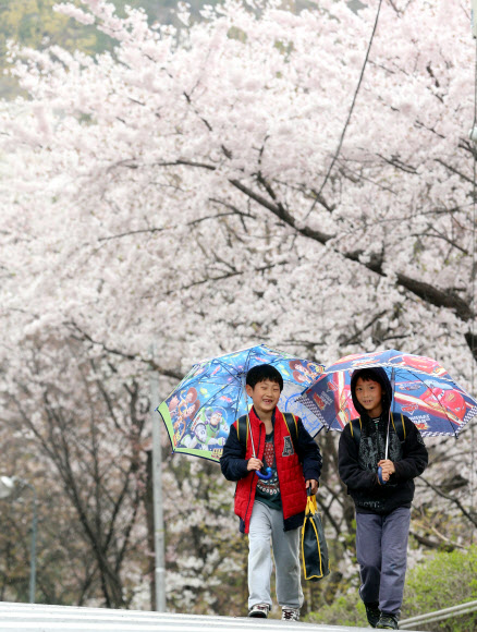 전국에 비가 내린 23일 서울 종로구 사직동에서 학생들이 벚꽃이 활짝 핀 길을 따라 하교하고 있다. 연합뉴스