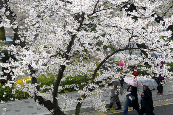 23일 서울 남산공원을 찾은 시민들이  벚꽃 아래 우산을 쓰고 봄의 정취를 느끼고  있다.  연합뉴스