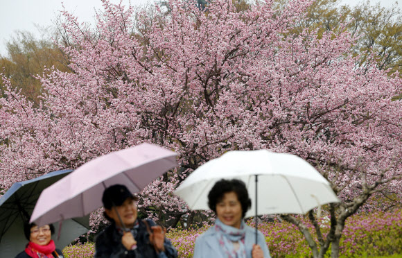23일 서울 남산공원을 찾은 시민들이 와룡 홍매화를 구경하고 있다. 용이 누워서 기어가는 것처럼 가지가 뻗어나간다고 해 와룡매로 이름 붙여진 남산 와룡매는  일본이 임진왜란 당시 창덕궁에 자라고 있던 나무를 일본으로 가져간 모목의 후계목으로 한국침략에 대한 사죄의 뜻을 담아 400여년 만인 1999년에 반환했다. 연합뉴스