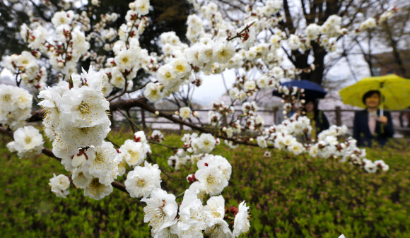 23일 서울 남산공원을 찾은 시민들이 와룡 백매화를 구경하고 있다. 용이 누워서 기어가는 것처럼 가지가 뻗어나간다고 해 와룡매로 이름 붙여진 남산 와룡매는  일본이 임진왜란 당시 창덕궁에 자라고 있던 나무를 일본으로 가져간 모목의 후계목으로 한국침략에 대한 사죄의 뜻을 담아 400여년 만인 1999년에 반환했다. 연합뉴스