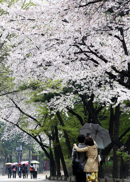 봄비가 내린 23일 오후 서울 덕수궁에서 우산을 쓴 시민들이 산책을 즐기고 있다. 연합뉴스