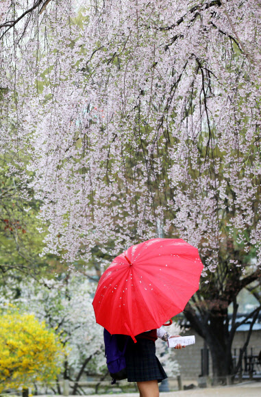 봄비가 내린 23일 오후 서울 덕수궁에서 우산을 쓴 시민들이 산책을 즐기고 있다. 연합뉴스