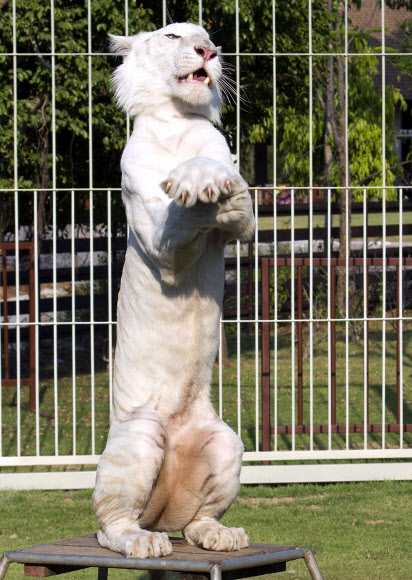 지난 27일 태국 치앙마이의 한 동물원쇼에서 ‘저스틴’이란 이름의 흰호랑이가 사육사인 시리파스 인타카녹과 함께 강남스타일의 ‘말춤’을 추고 있다.  연합뉴스