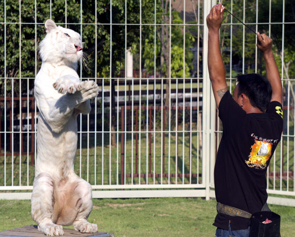 지난 27일 태국 치앙마이의 한 동물원쇼에서 ‘저스틴’이란 이름의 흰호랑이가 사육사인 시리파스 인타카녹과 함께 강남스타일의 ‘말춤’을 추고 있다.  연합뉴스