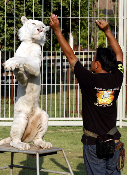 지난 27일 태국 치앙마이의 한 동물원쇼에서 ‘저스틴’이란 이름의 흰호랑이가 사육사인 시리파스 인타카녹과 함께 강남스타일의 ‘말춤’을 추고 있다.  연합뉴스