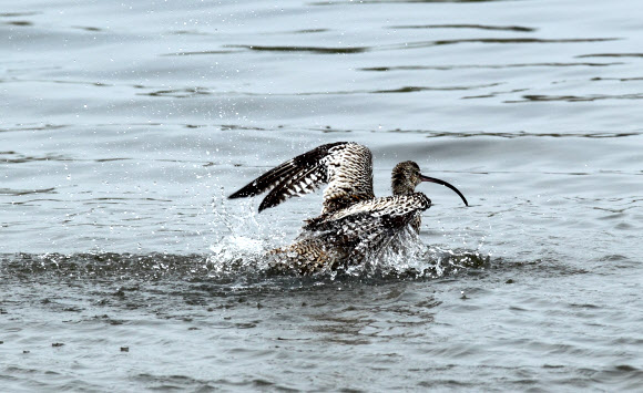 환경부 멸종위기종 2급으로 전 세계적으로 2만여 마리가 남아 있는 것으로 추정되는 알락꼬리마도요가 30일 강릉시 남대천에서 긴 비행으로 봄기운에 지친 듯 목욕을 하느라 바쁜 모습이다.