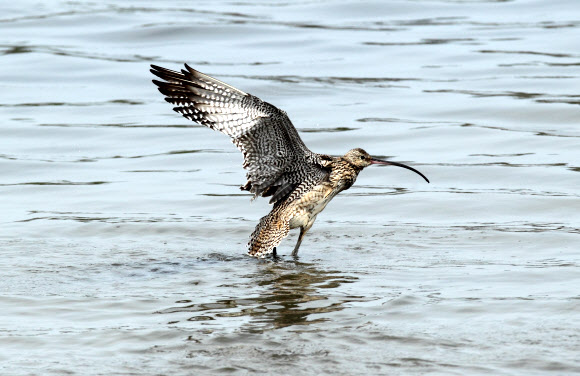 환경부 멸종위기종 2급으로 전 세계적으로 2만여 마리가 남아 있는 것으로 추정되는 알락꼬리마도요가 30일 강릉시 남대천에서 긴 비행으로 봄기운에 지친 듯 목욕을 한 뒤 날갯짓을 털고 있다.