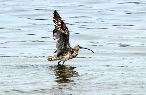 환경부 멸종위기종 2급으로 전 세계적으로 2만여 마리가 남아 있는 것으로 추정되는 알락꼬리마도요가 30일 강릉시 남대천에서 긴 비행으로 봄기운에 지친 듯 목욕을 한 뒤 날갯짓을 털고 있다.