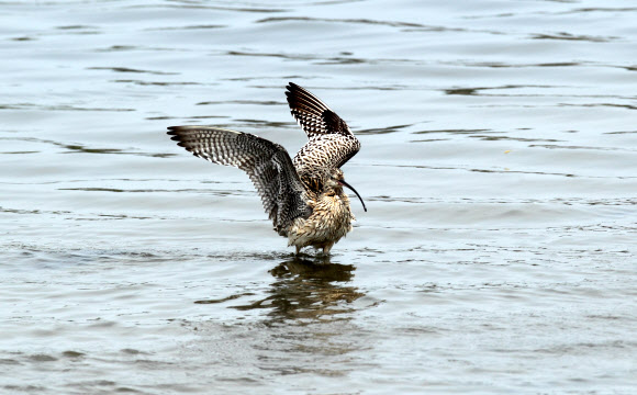 환경부 멸종위기종 2급으로 전 세계적으로 2만여 마리가 남아 있는 것으로 추정되는 알락꼬리마도요가 30일 강릉시 남대천에서 긴 비행으로 봄기운에 지친 듯 목욕을 한 뒤 날갯짓을 털고 있다.