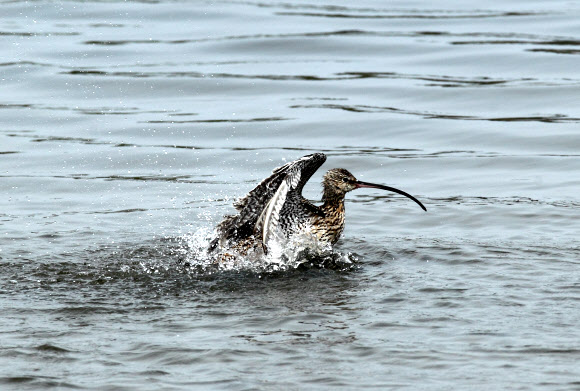 환경부 멸종위기종 2급으로 전 세계적으로 2만여 마리가 남아 있는 것으로 추정되는 알락꼬리마도요가 30일 강릉시 남대천에서 긴 비행으로 봄기운에 지친 듯 목욕을 하느라 바쁜 모습이다.