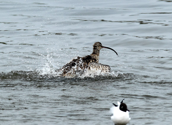 환경부 멸종위기종 2급으로 전 세계적으로 2만여 마리가 남아 있는 것으로 추정되는 알락꼬리마도요가 30일 강릉시 남대천에서 긴 비행으로 봄기운에 지친 듯 목욕을 하느라 바쁜 모습이다.